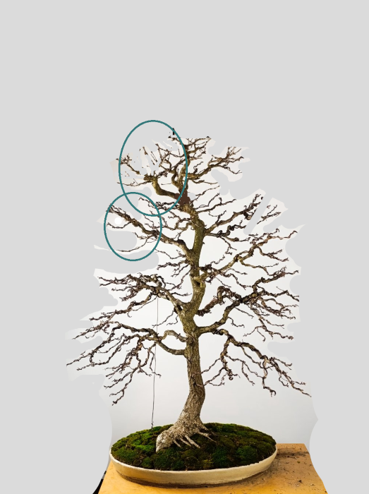 Quercus r._2026.png