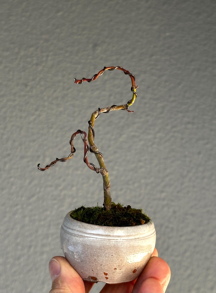 grüner Palmatum