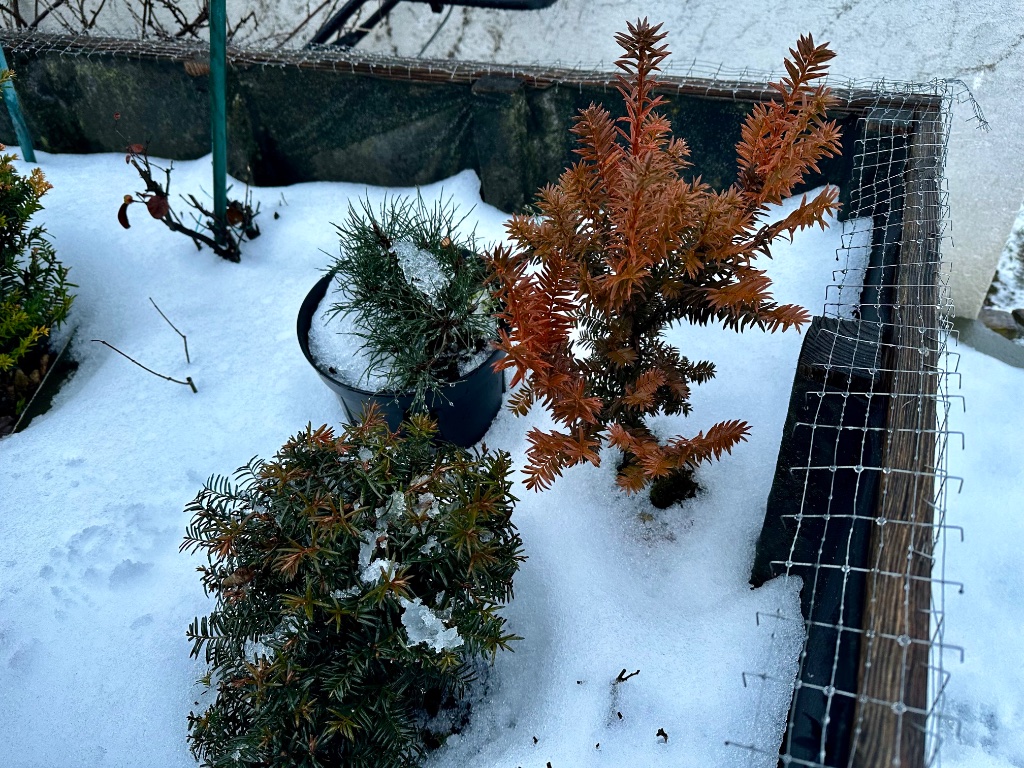 Dezember 2025: 2 Eiben mit unterschiedlicher Farbe