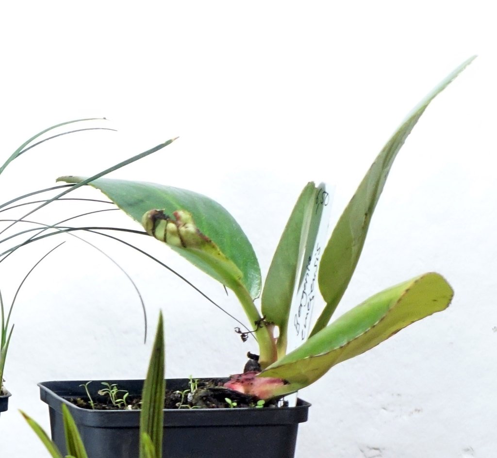 Bergenia emeiensis Jungpflanze 2022 bei Grünton gekauft