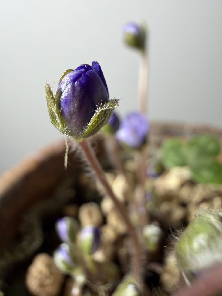 2026-02-01 17.17.50.jpg