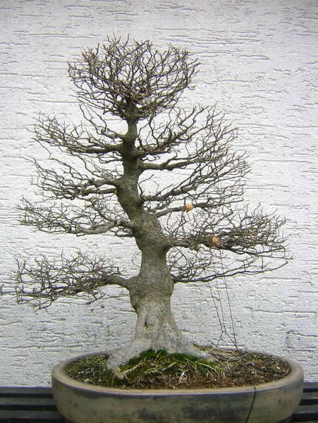 großer Zürgelbaum im Febr. 2007 001.jpg