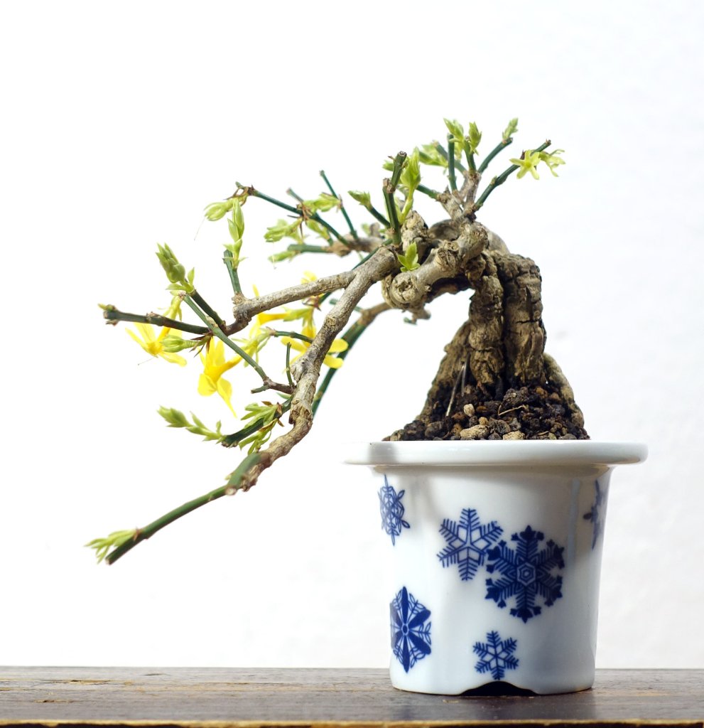 Winterjasmin02_2026-08e.jpg