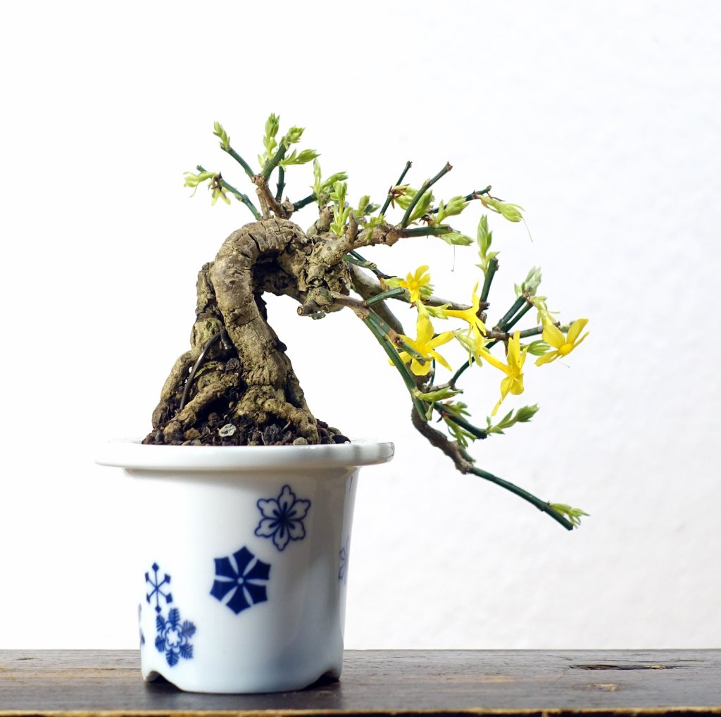 Winterjasmin02_2026-10e.jpg
