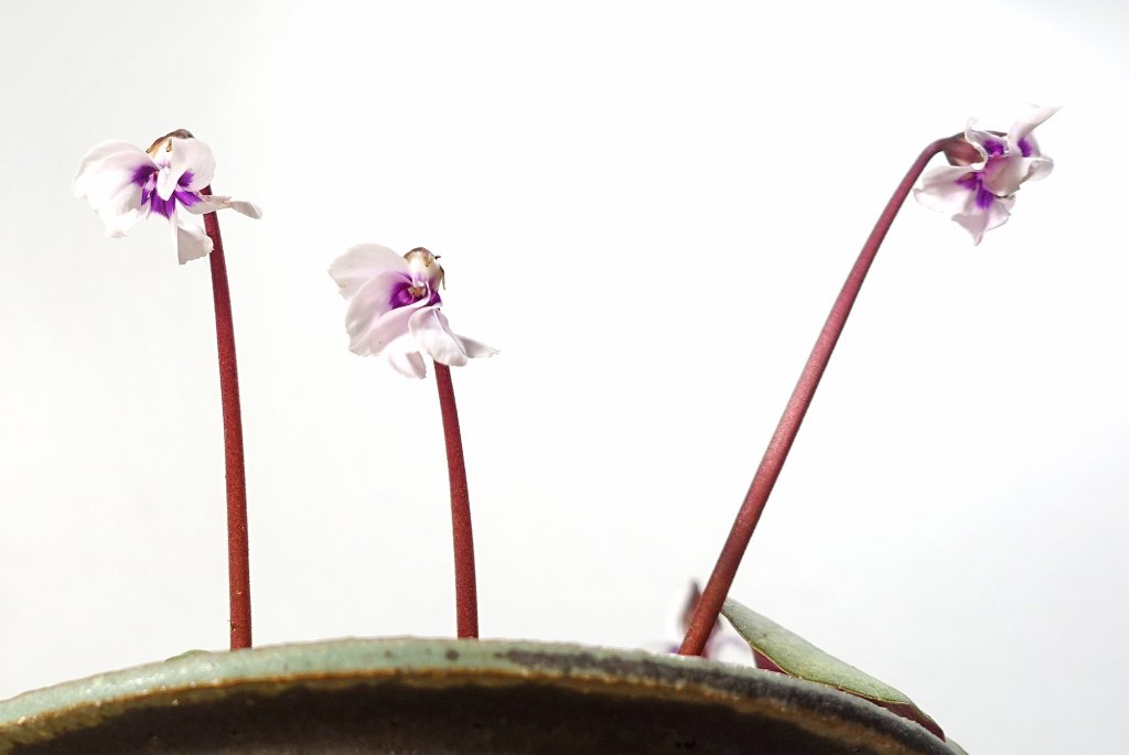 Cyclamen-coum01_2026-02e.jpg