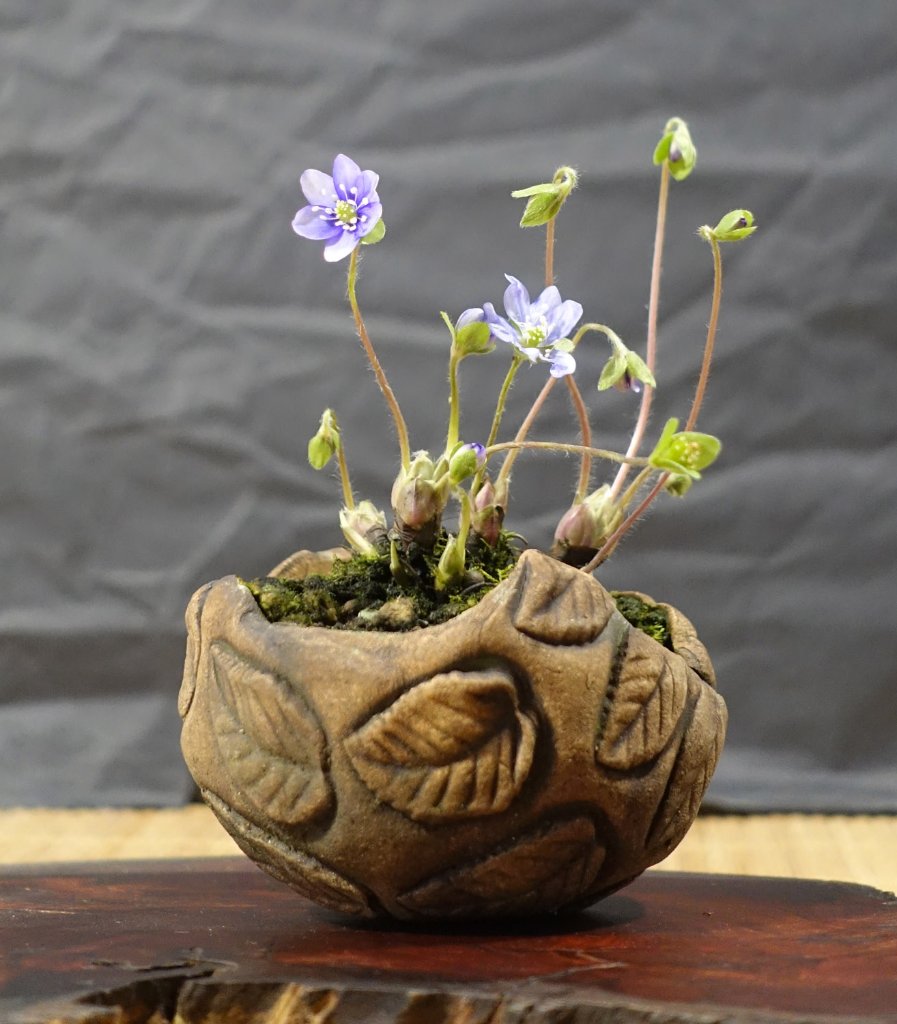 Hepatica10_2026-02e.jpg