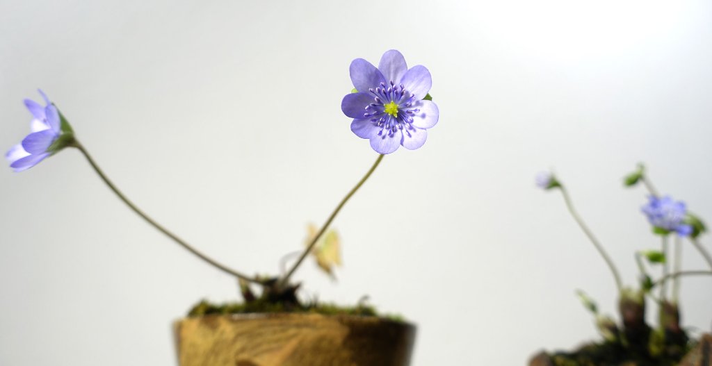 Hepatica12_2026-03e2.jpg