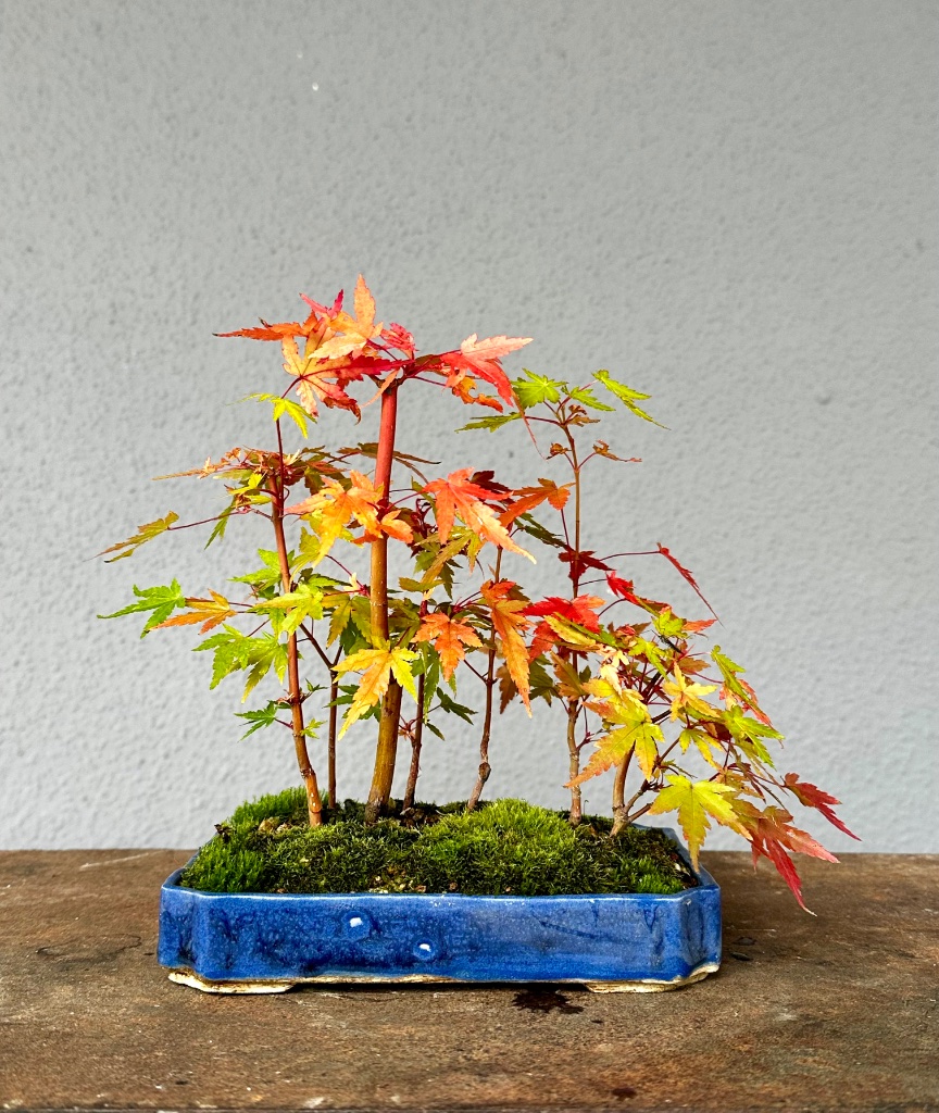 10.10.2025: beginnender Herbst