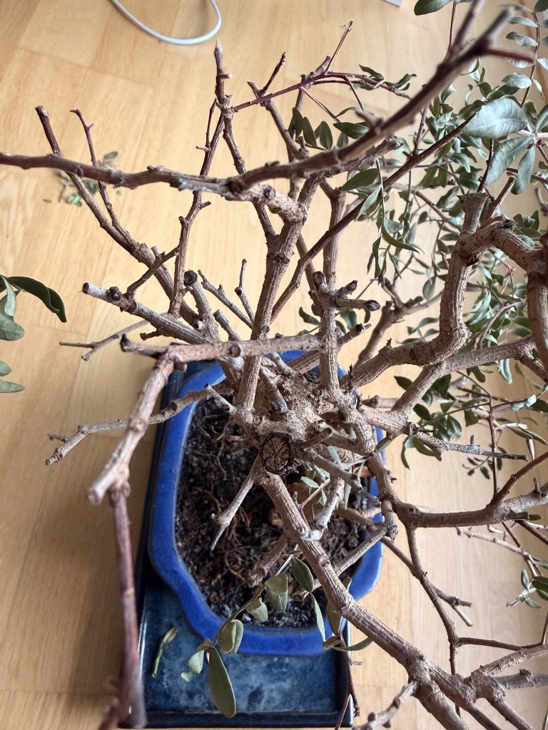 IMG_0372 (1).jpeg
