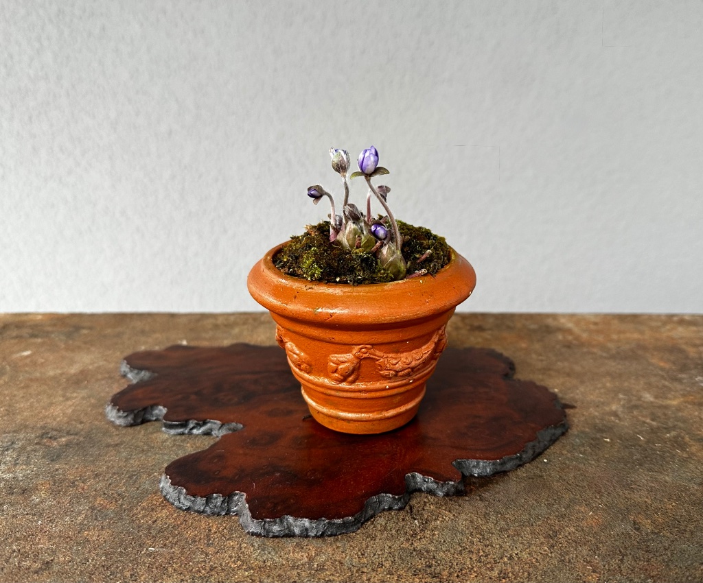 22.2.2026: umso dankbarer die Leberblümchen, ebenfalls 2025 aus dem Garten ausgegraben. Schale: Terracotta-Mitbringsel aus der Toskana