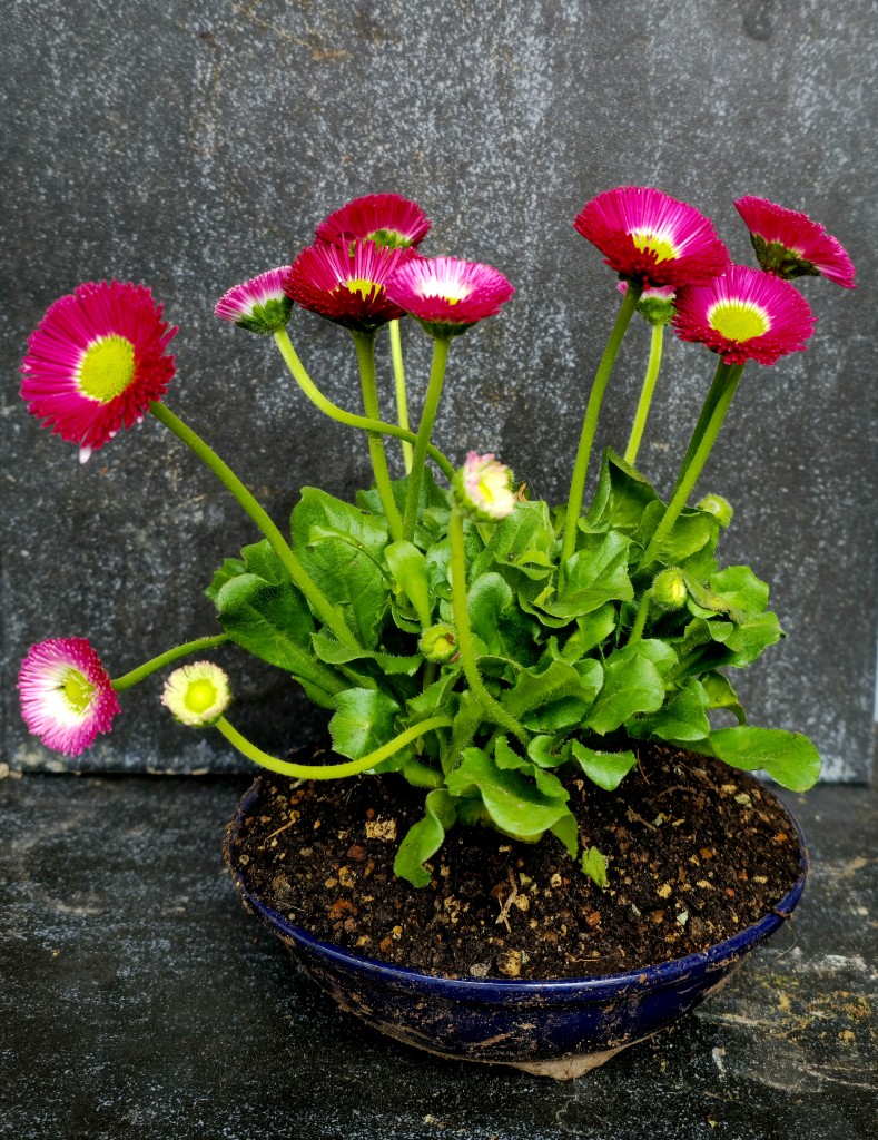 Bellis