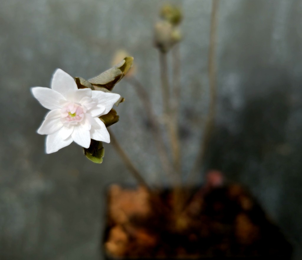 Japan. Anemonella