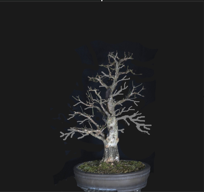 Cornus m. 2026.png