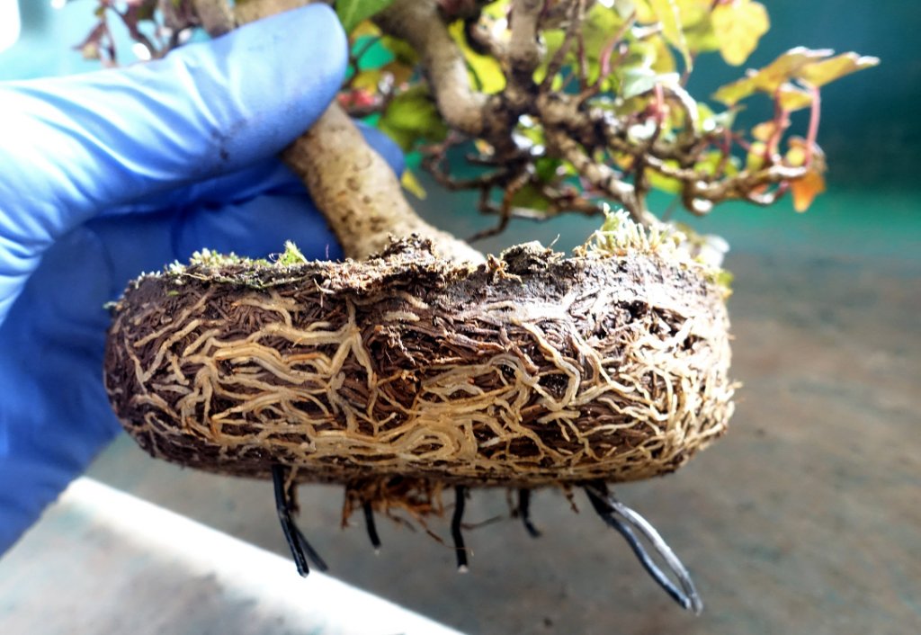 Wurzelballen nach 12 Jahren aus der Schale genommen