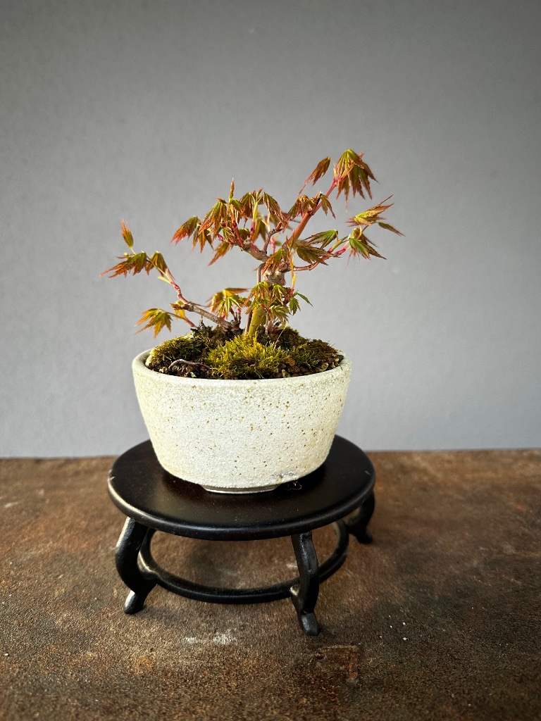 abgemooste Floßform des A. palmatum Sangokaku