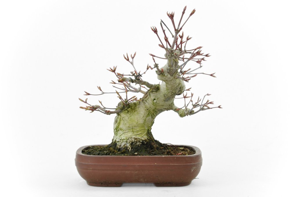 japanischer-ahorn-19-cm-35-jahre-alt.jpg