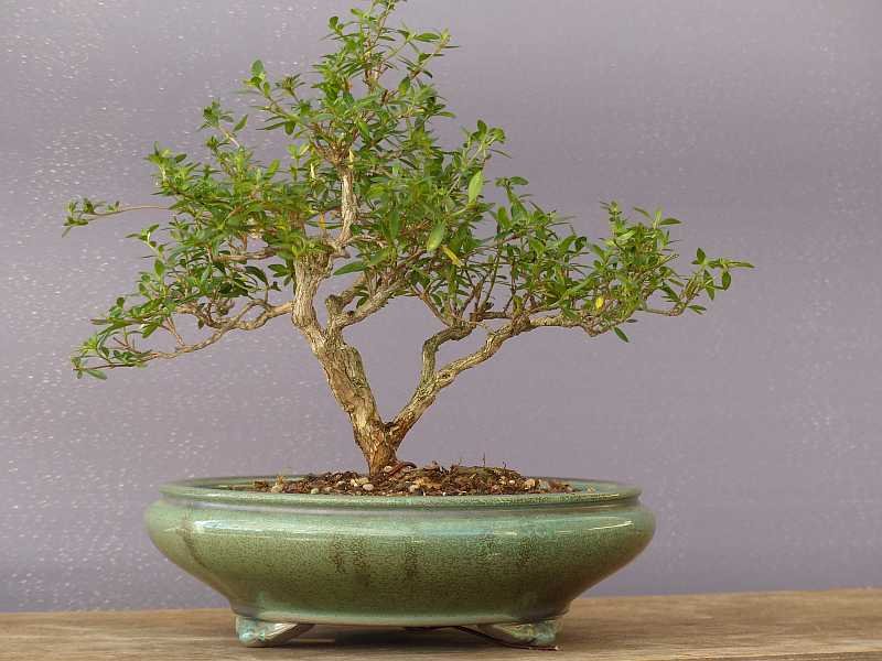 Serissa-Mutter in neuer Schale