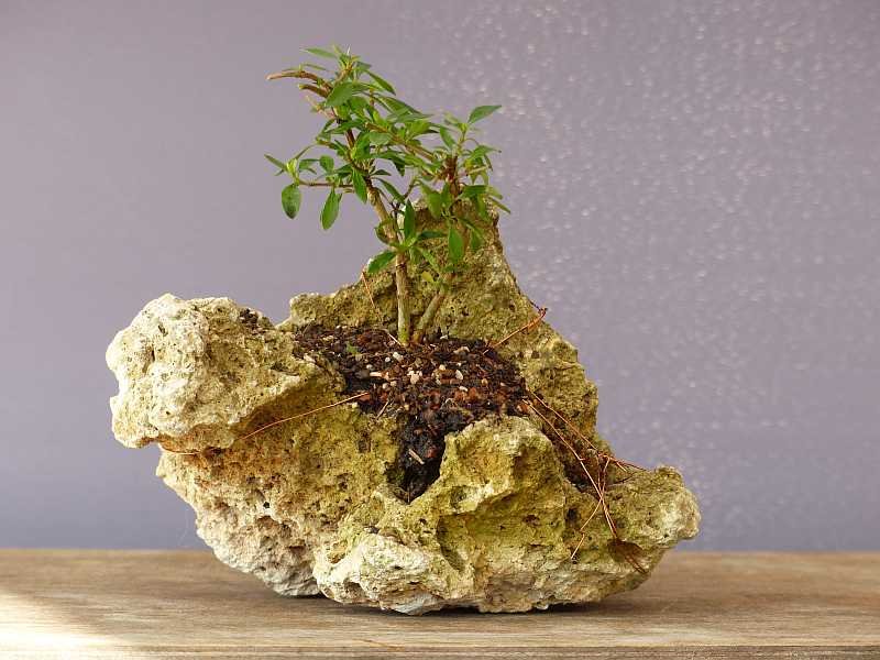 Serissa auf Felsen