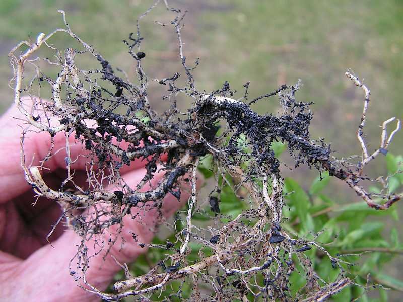 Wurzelgeflecht mit Holzkohlepulver