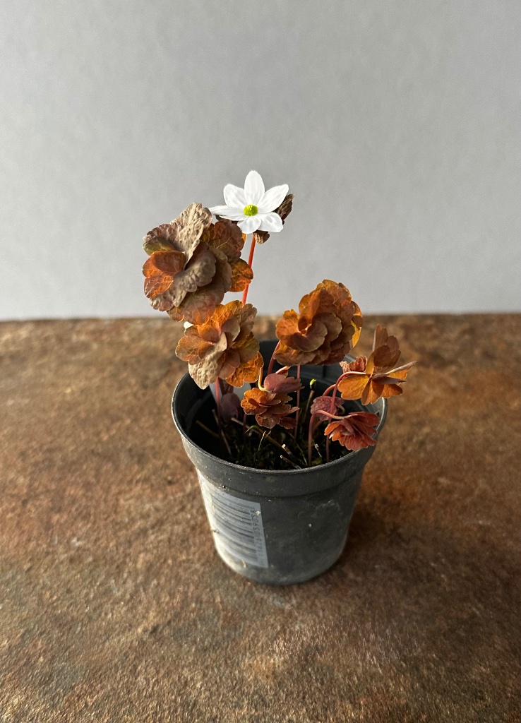 24.3.2026: Rautenanomone (Thalictrum thalictroides)