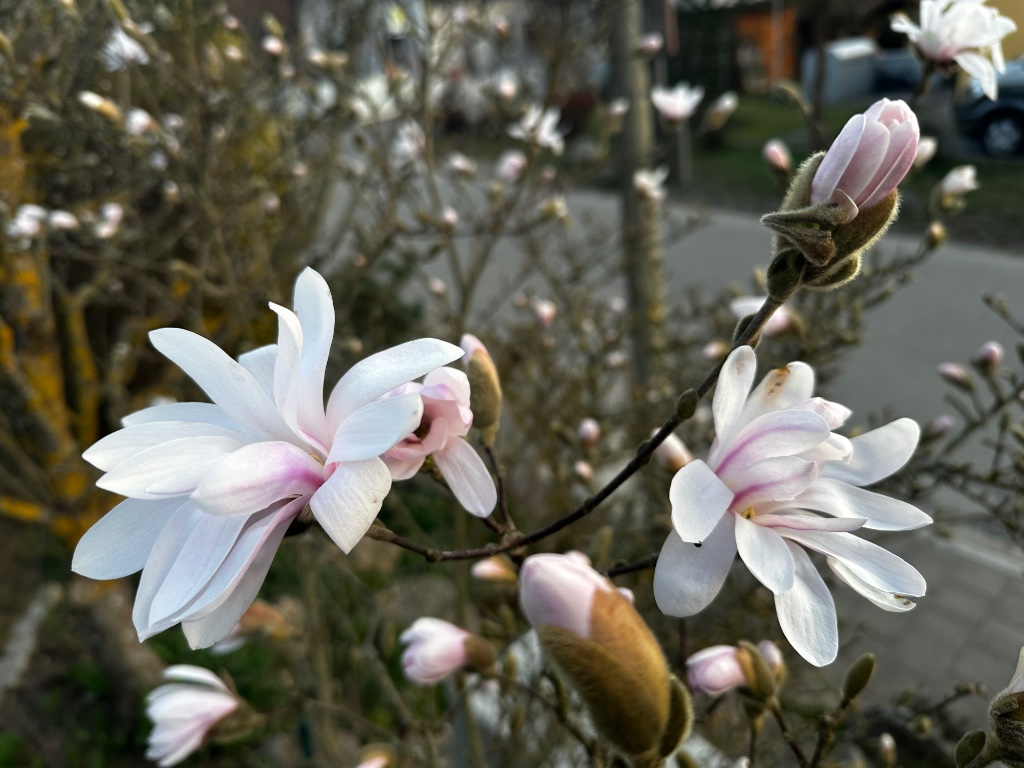 IMG_1741.jpeg