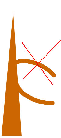 larix-astskizze.jpg