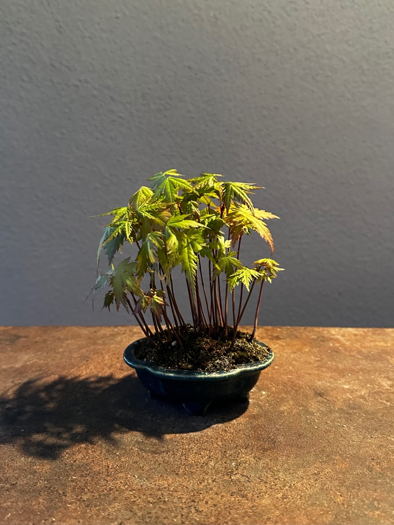 oder in Koyo-Pot mit Oribe-Glasur