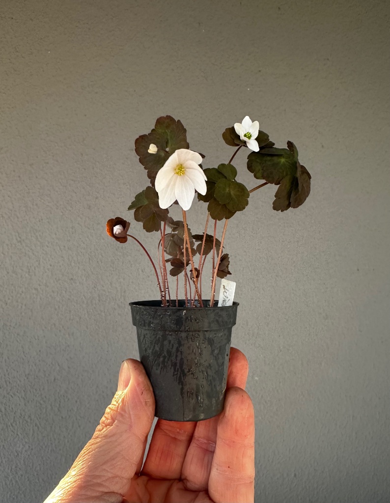 Rautenanemone (Anemonella thalictroides)
