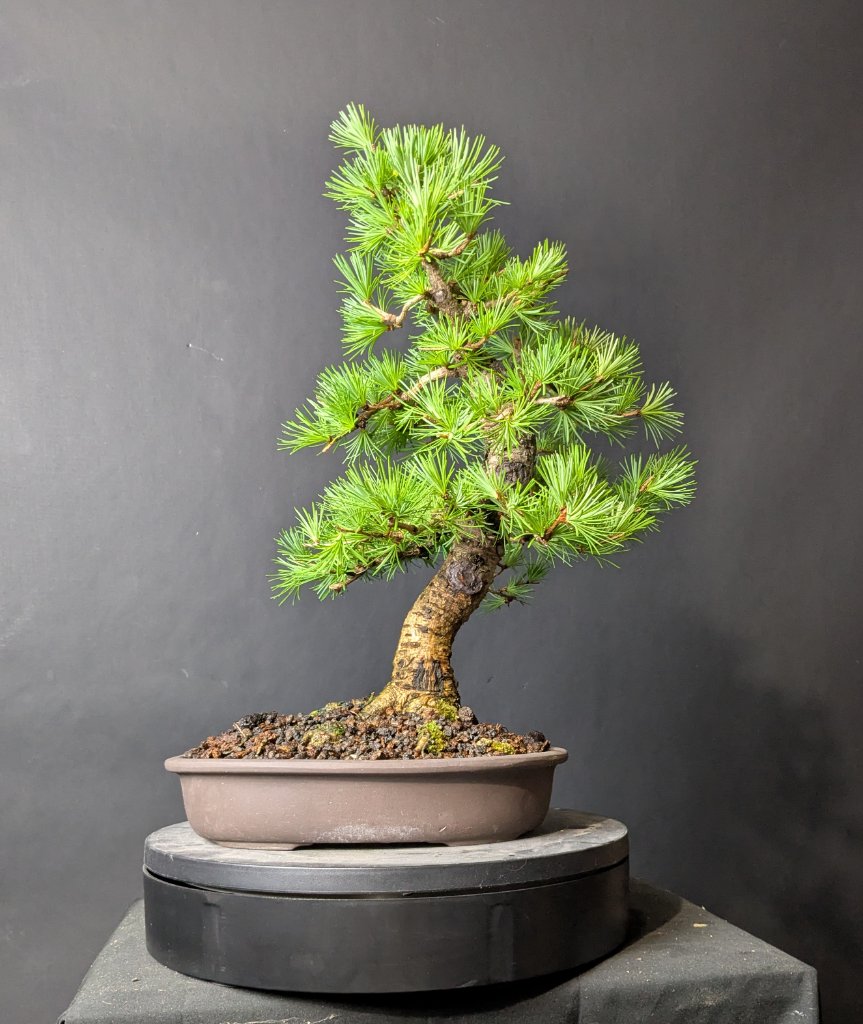 larix01.jpg