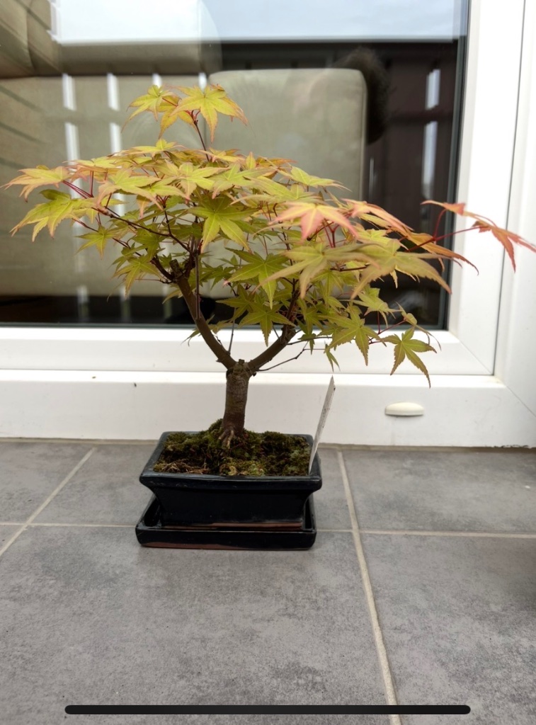 Acer palmatum