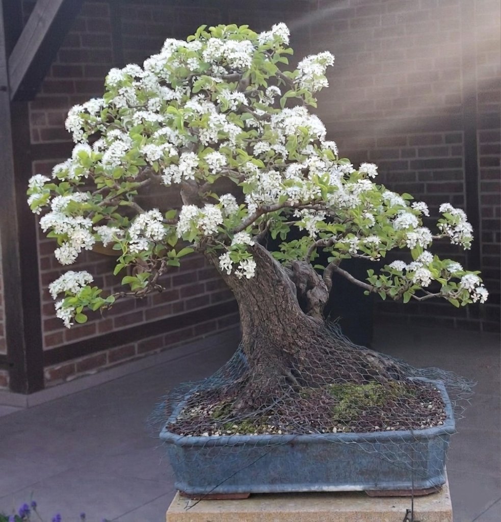 Prunus.jpg