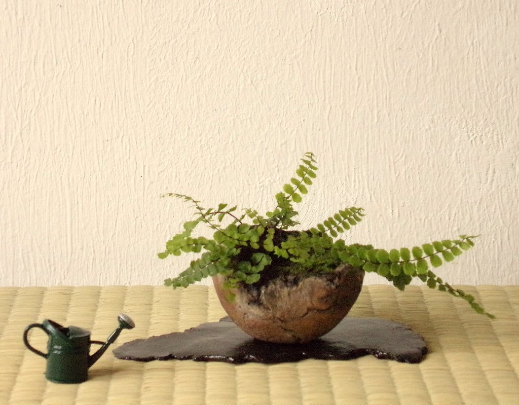 Kleiner Mauerfarn mit Mini-Gießkanne