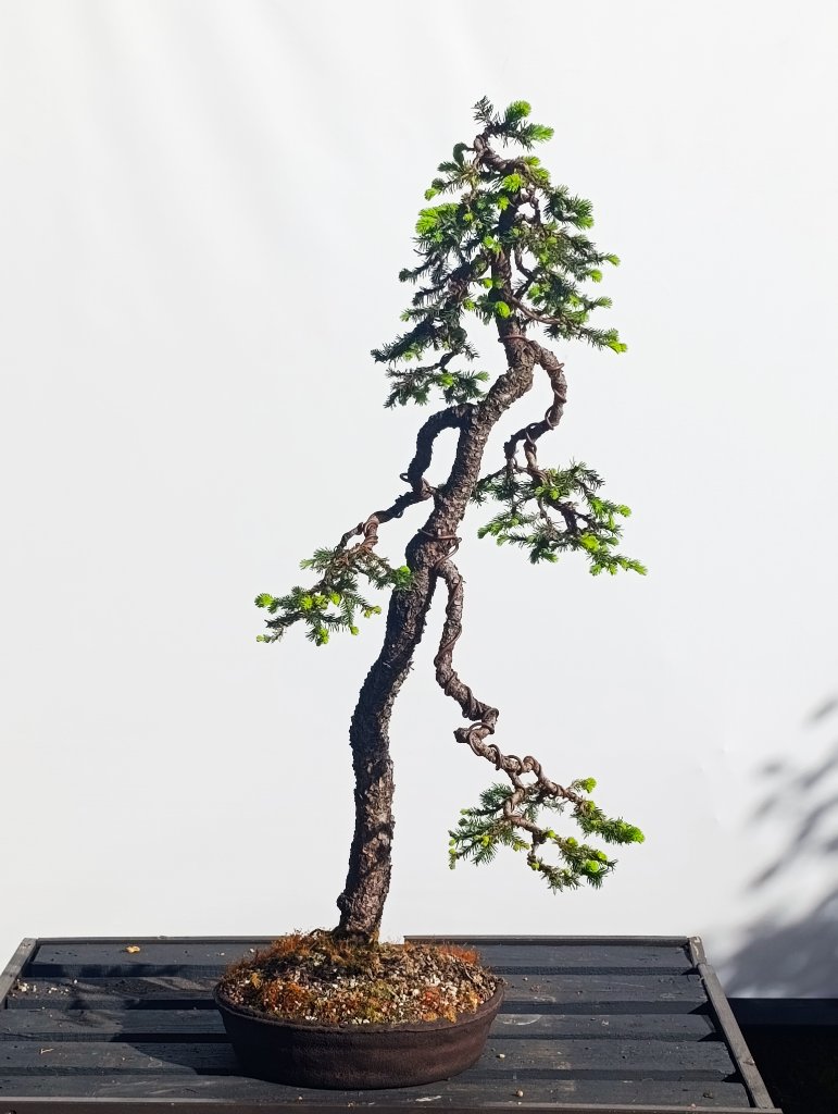 IMG_20260428_173604.jpg