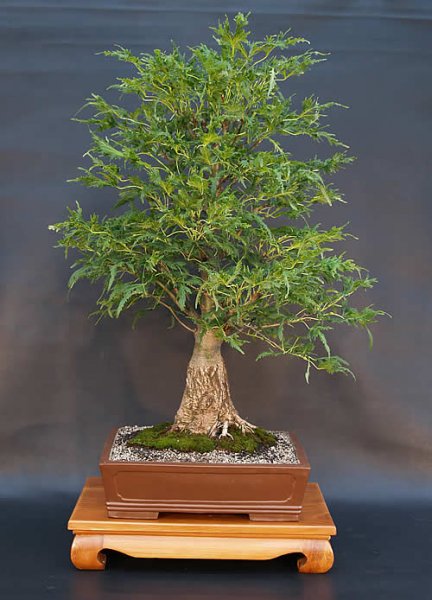 bonsai_026.jpg