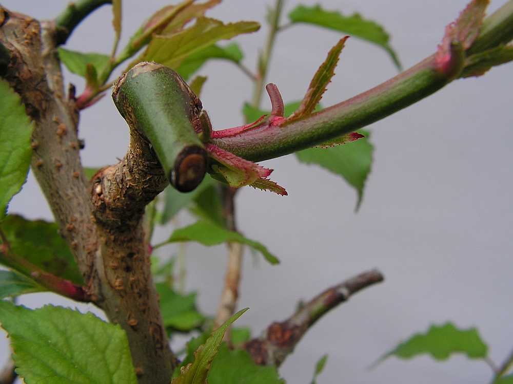 Triebbasis