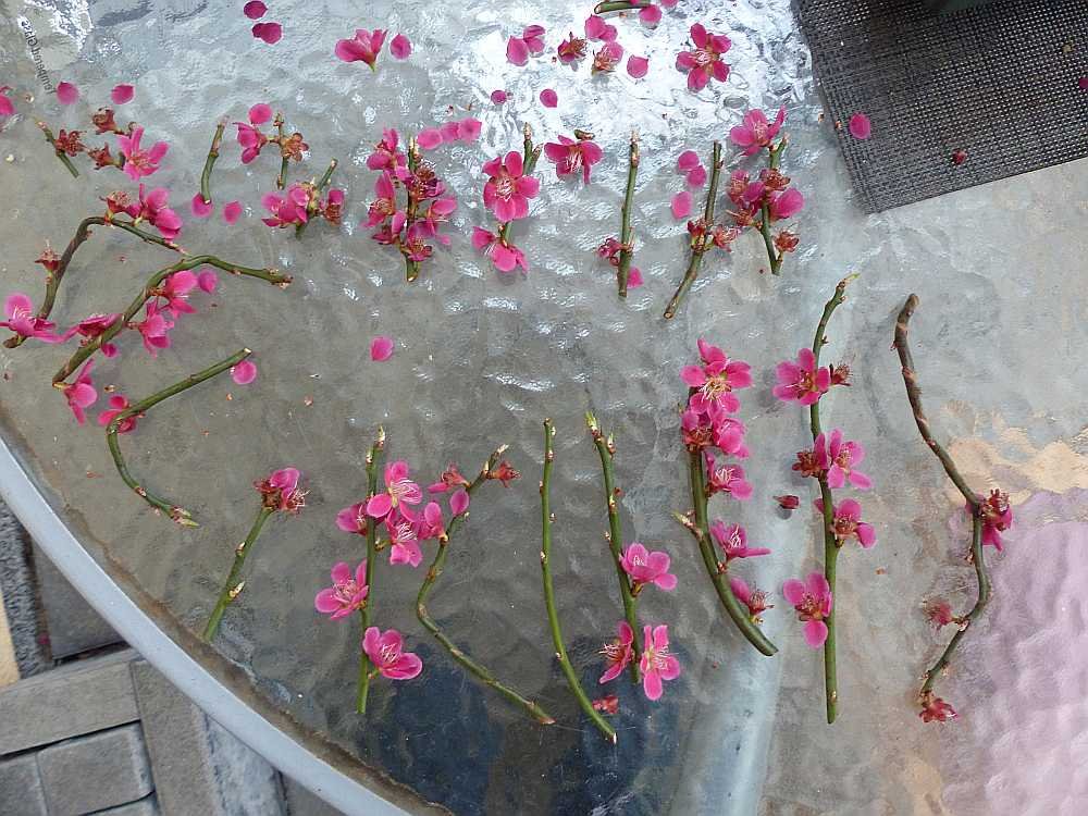 Triebe mit Blüten vom Frühjahr 26