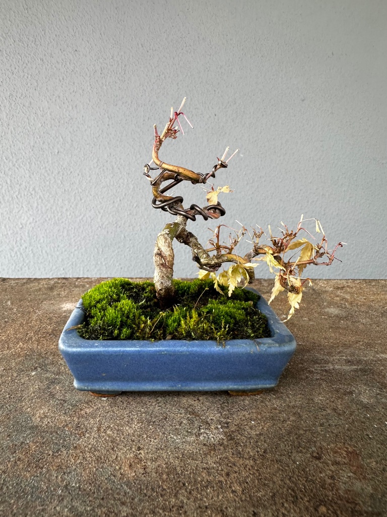 kaum Hoffnung für den kleinen Palmatum