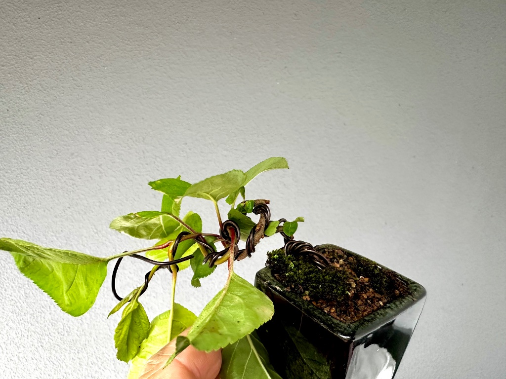 Schale unbekannt