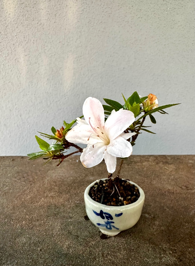 28.5.2026: letzte Woche während der Blüte in die Schale getopft. Nicht mal das hat mir diese Kozan-Sorte krumm genommen. <br /><br />Nebenbei - es ist ein Steckling von Rüdigers ehemaligem Steckling, den er selbst von unserer Forumsmutter HeikevG  bekommen hat. Heike hat mir erzählt, dass sie ihre mittlerweise wunderbar reife Shohin-Azalee auch selbst aus einem Steckling gezogen hat. Meine Kleine setzt eine lange Ahnen-Tradition fort...