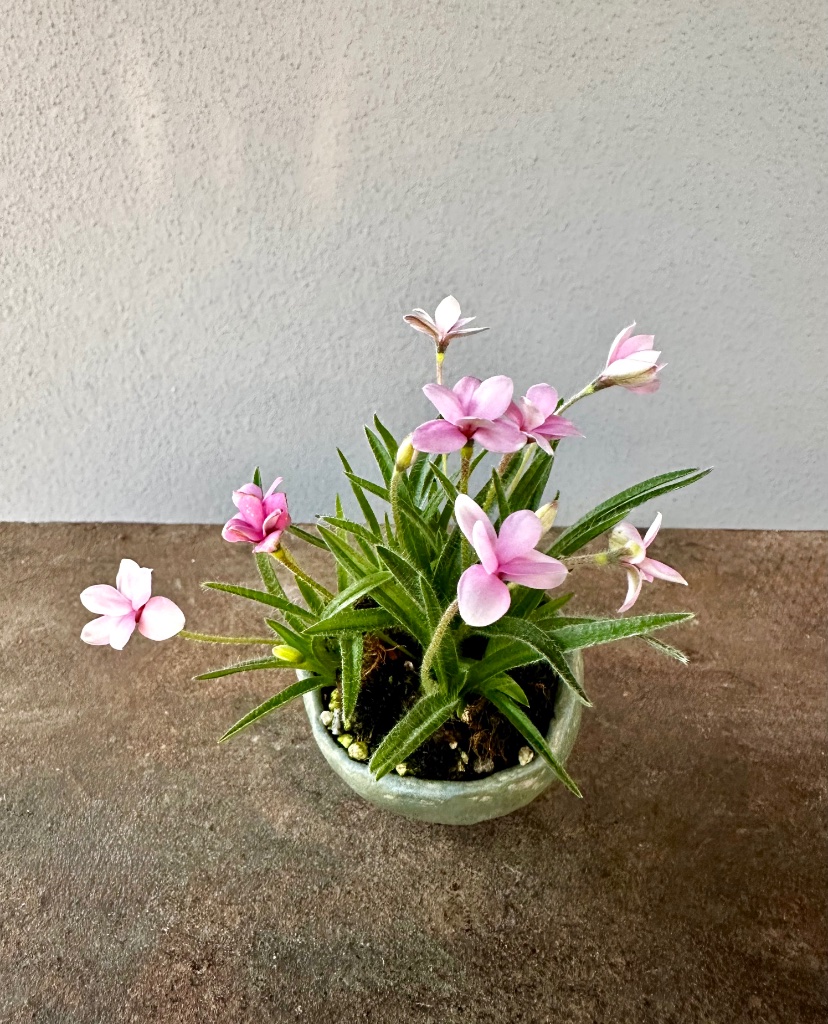 Grassternchen (Rhodohypoxis) heuer eher rosa als pink blühend