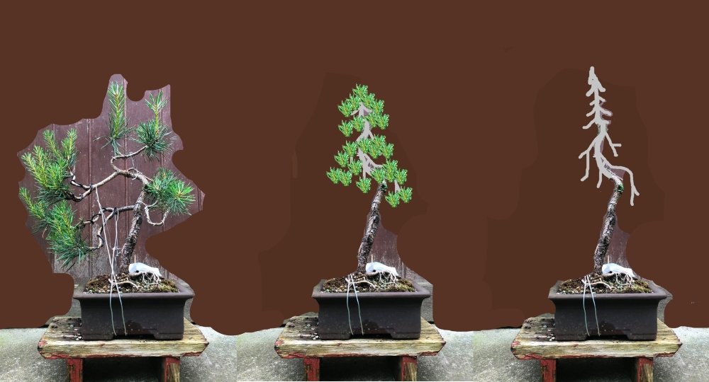 Virtual P. sylvestris 2026_1.jpg