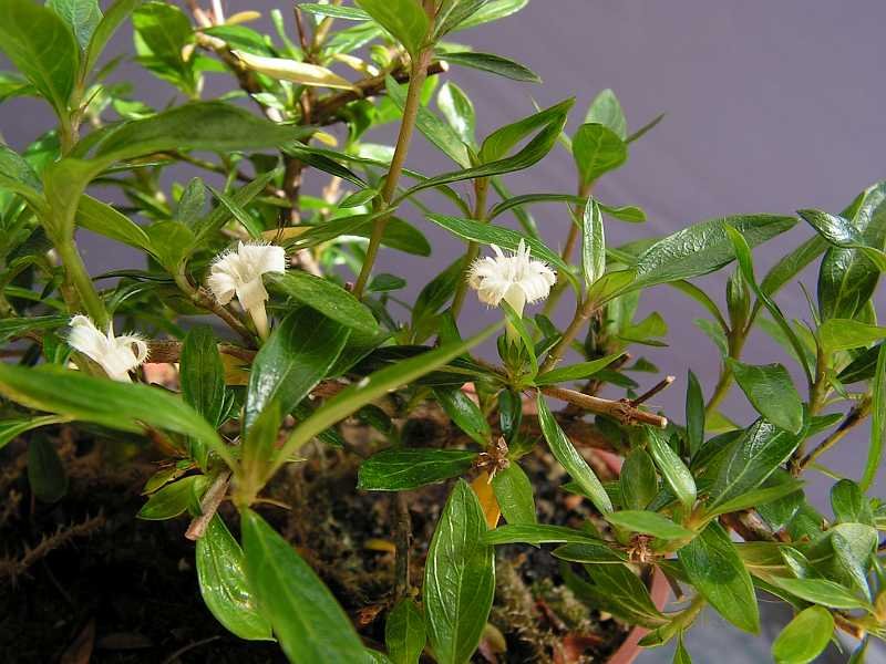 Serissablüten im Juni