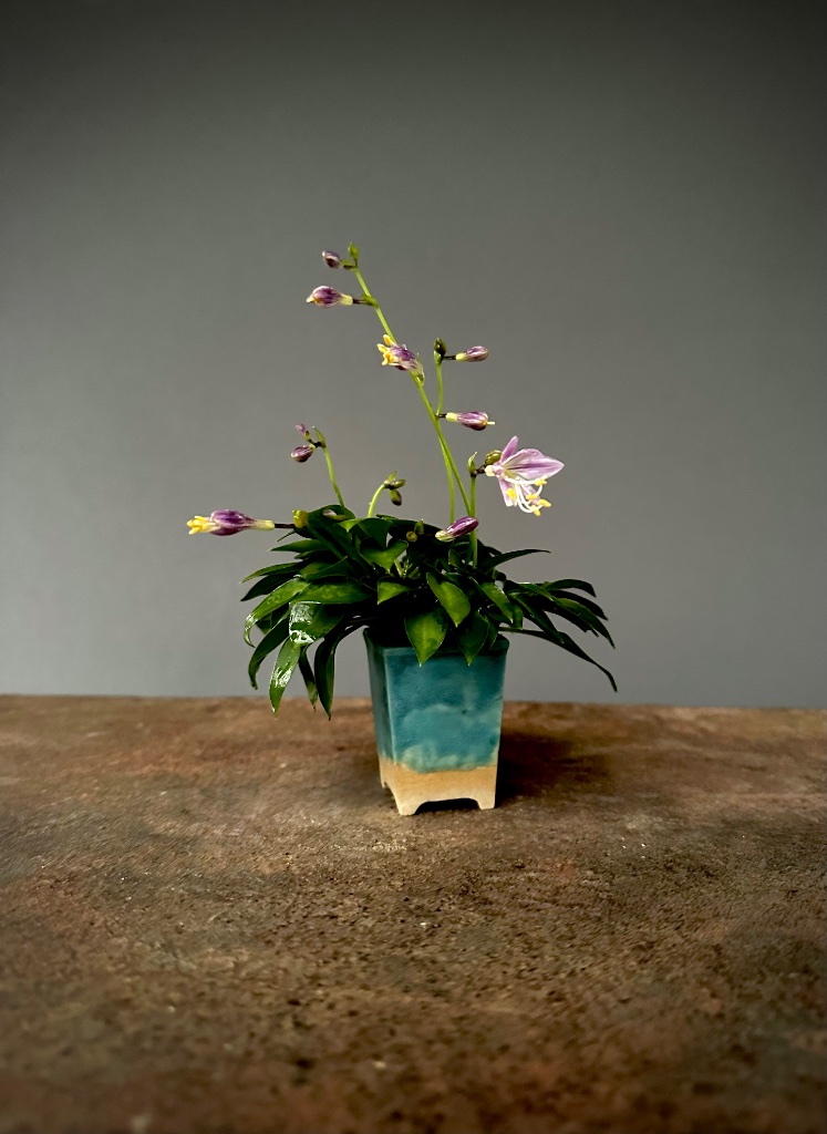 12.6.2026: Hosta venustra, Mini-Schale von Nemsi