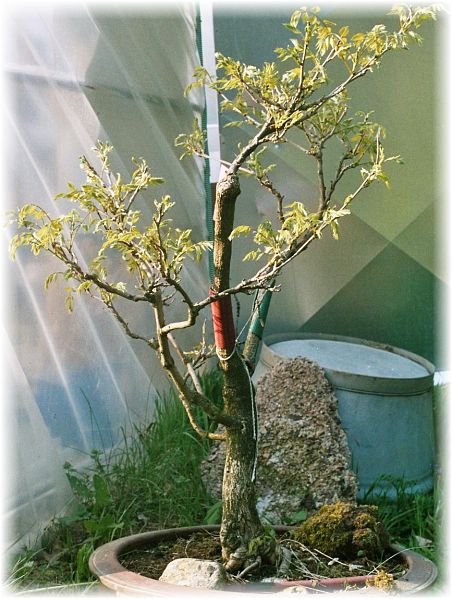 Blauregen 3_2.jpg