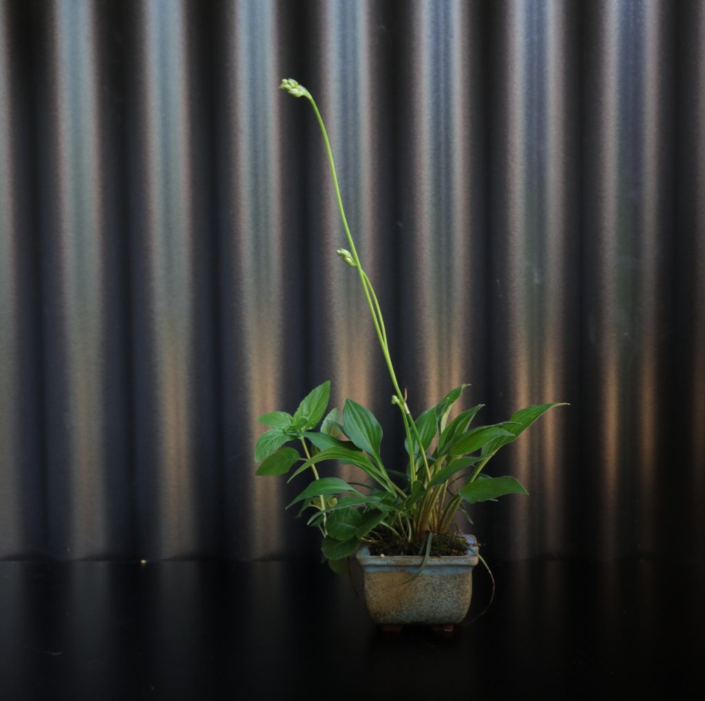 Hosta 'lemon lime', grüner Schlangenbart