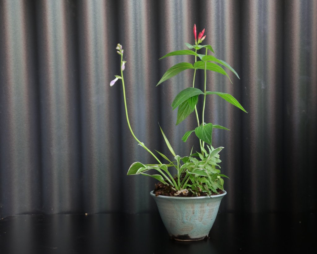 Kleiner Schildfarn, Feuerenzian, Hosta lancifolia