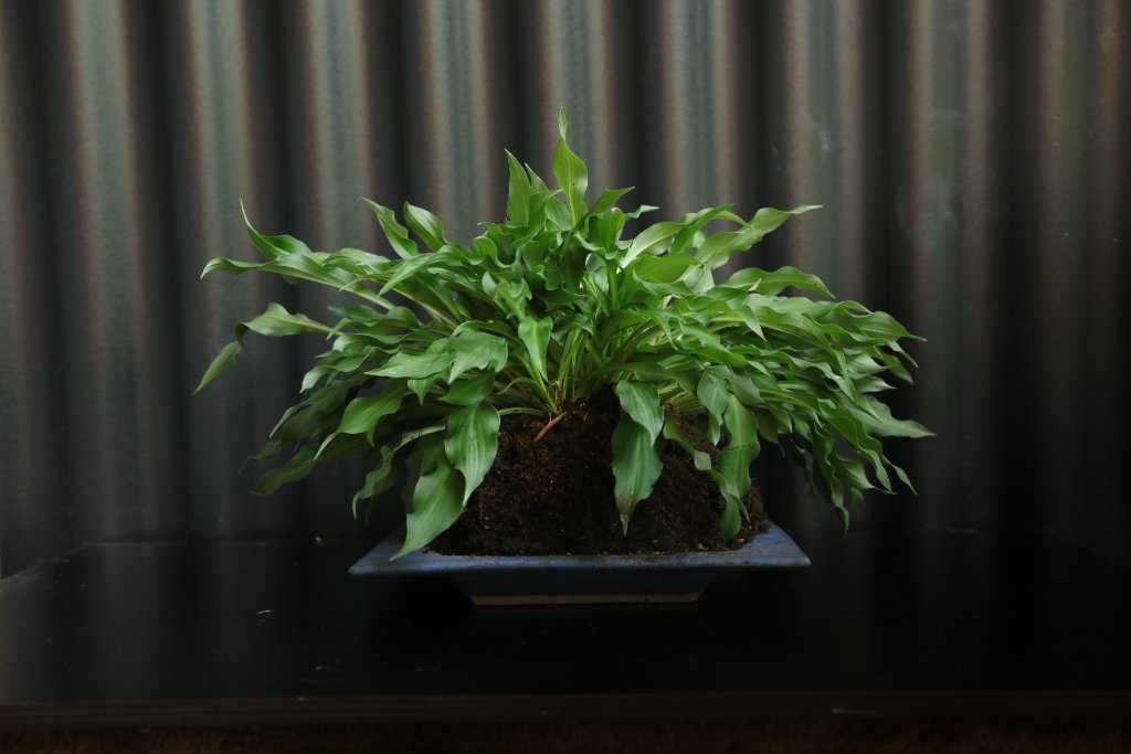 Hosta sieboldii 'Harry van Trier'