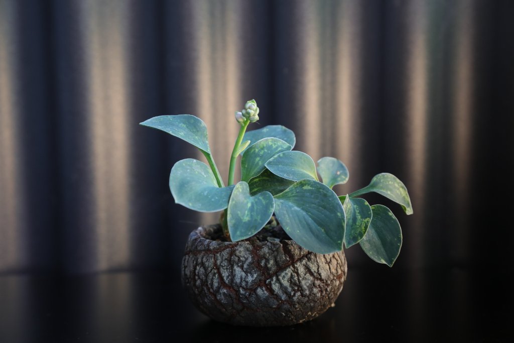 Hosta 'Blue mouse ears'