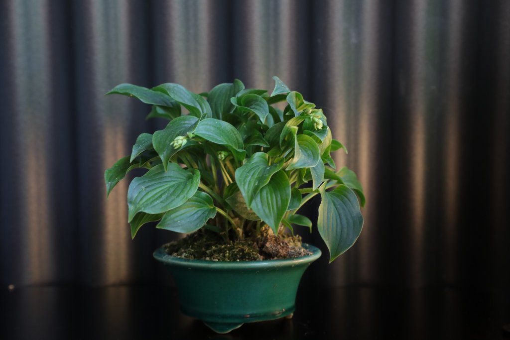 Hosta Devon green