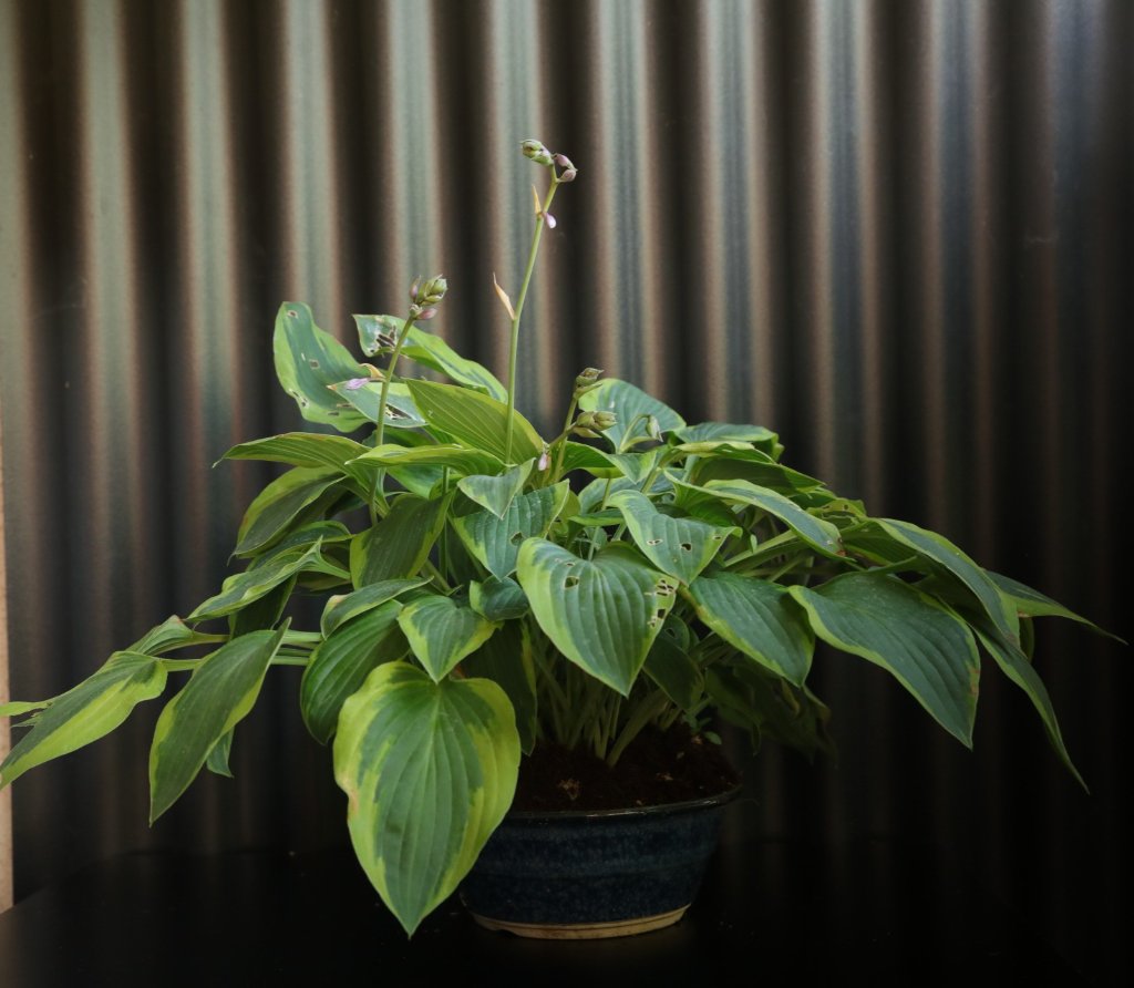 Hosta Parkys prize